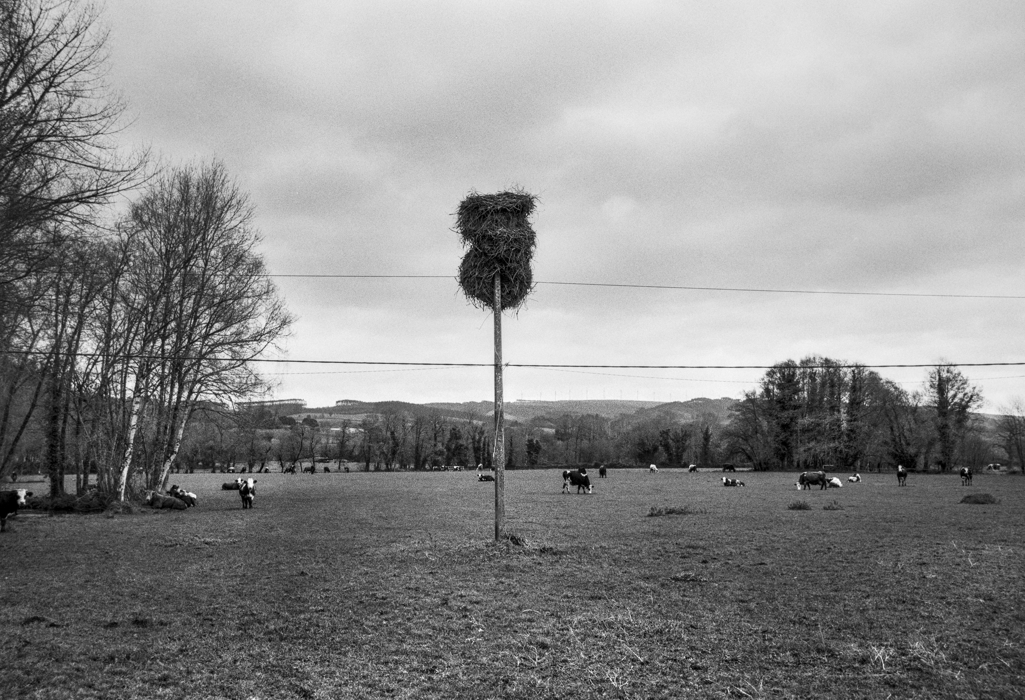A black and white photograph of a field with grazing cows and a tall pole holding several stacked stork nests. Trees and distant hills stretch across the background under a cloudy sky.
