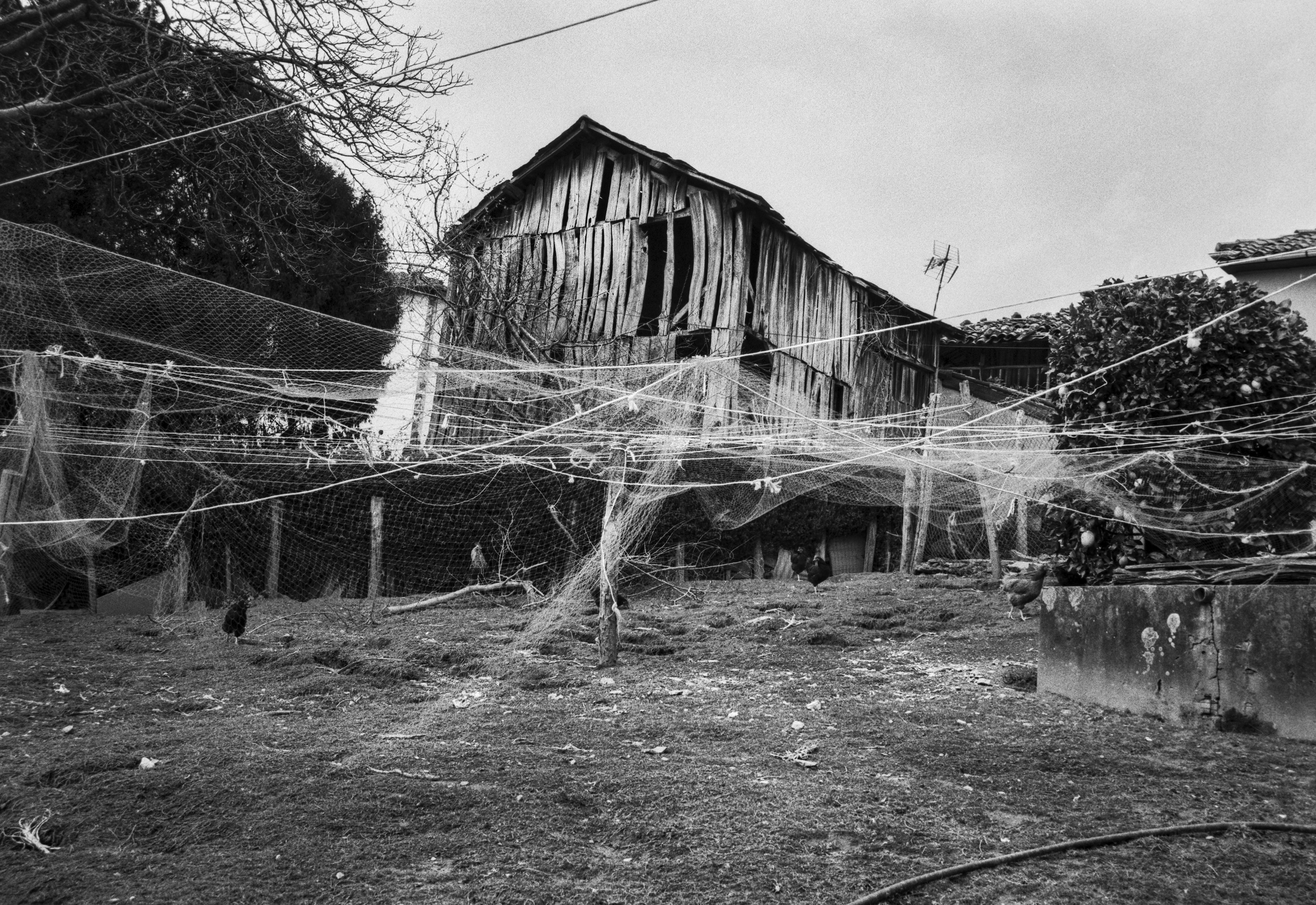 A black and white photograph of a rustic chicken coop with tangled nets, wooden posts and an old wooden shed in the background. Chickens are scattered around the ground in an outdoor farmyard.