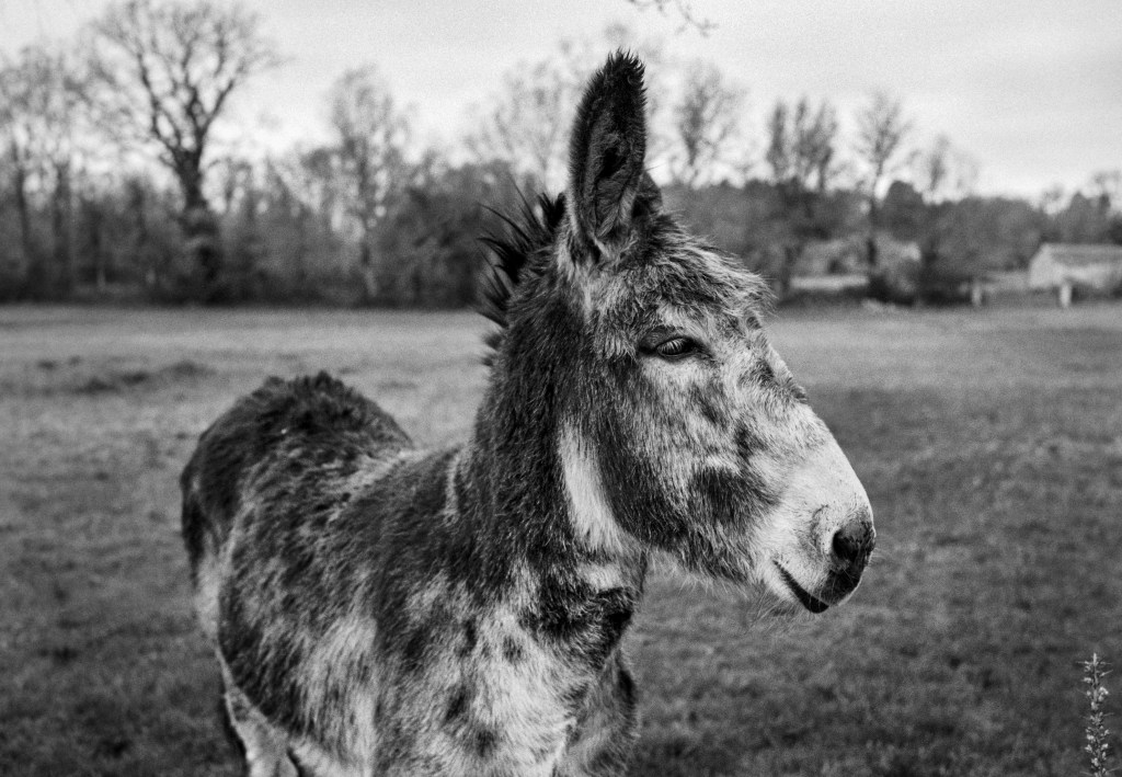 My Dear Friends, the&nbsp;Donkeys