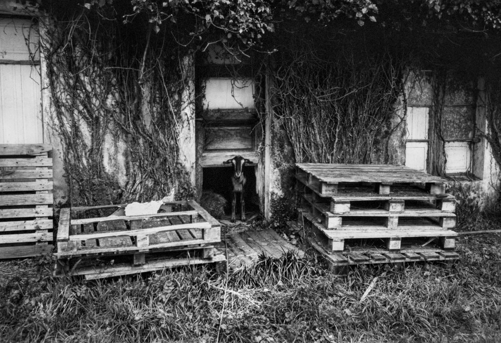 Photography and Love