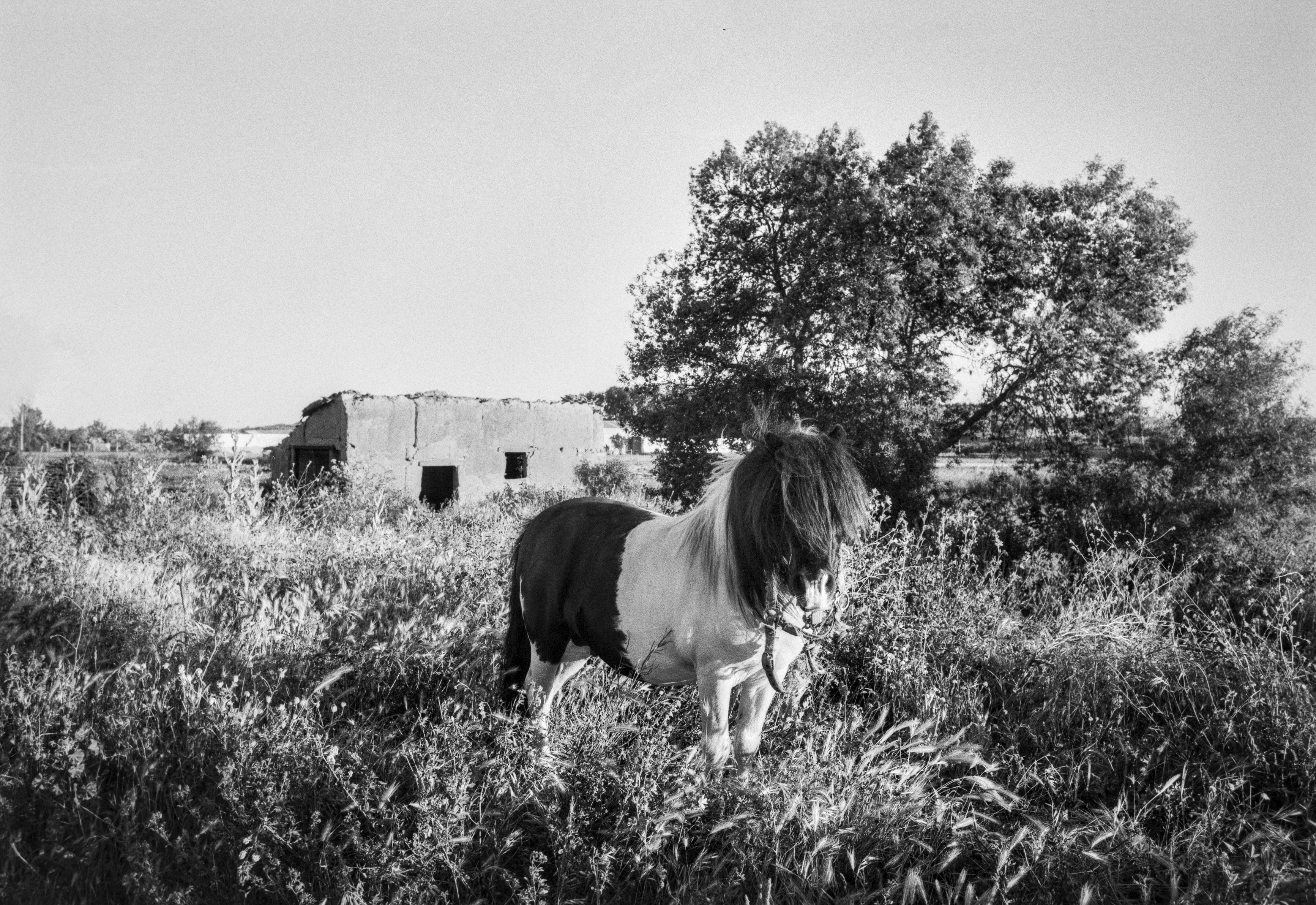 A small pony standing in tall grass near abandoned rural buildings on the outskirts of Astorga.