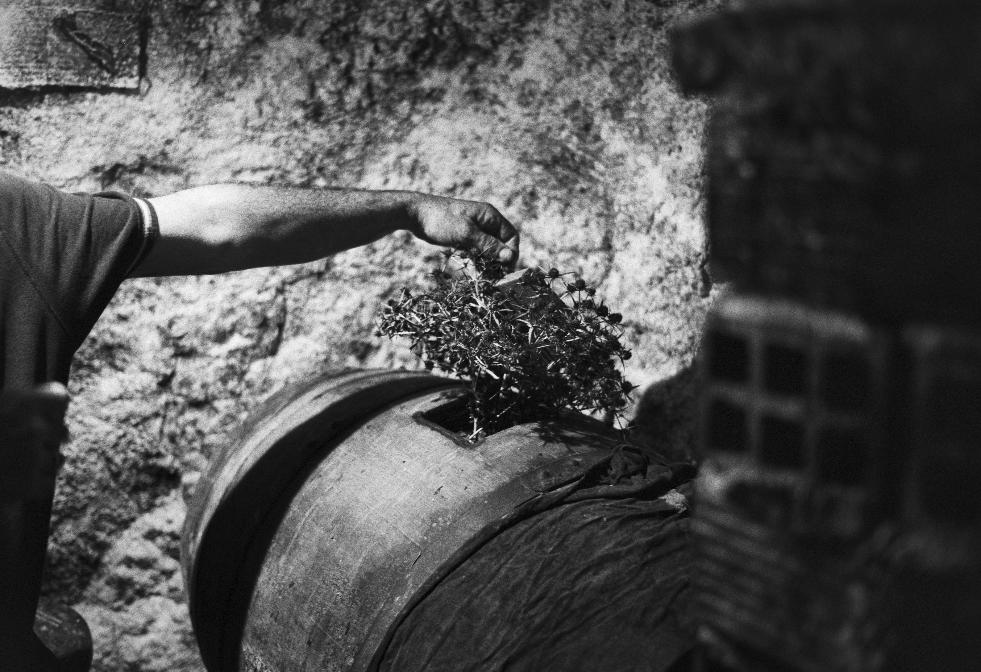 A hand placing a bundle of dried herbs into a wooden wine barrel inside an old cellar.