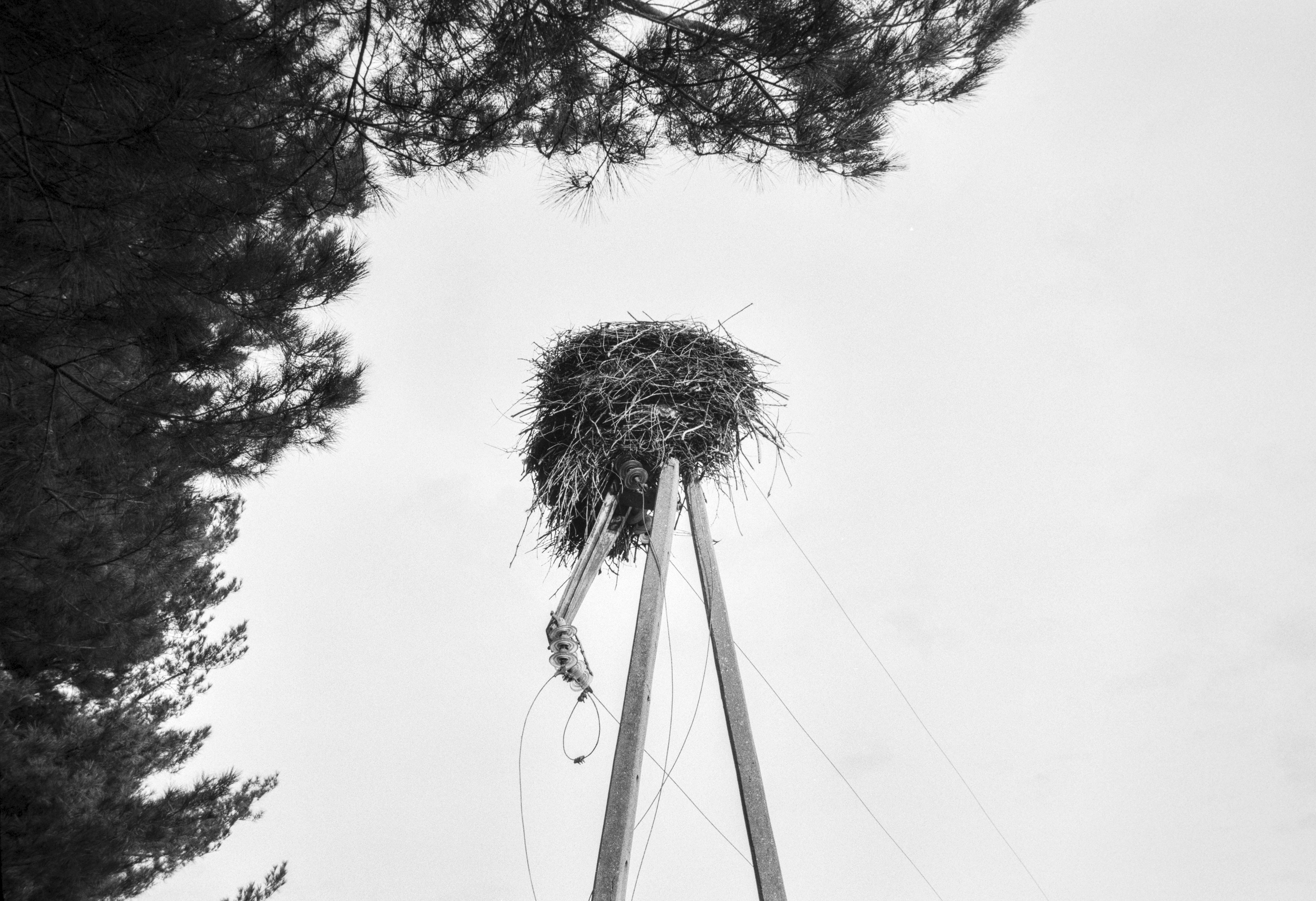 Empty stork nest built on top of an old electricity pole in a pine grove.