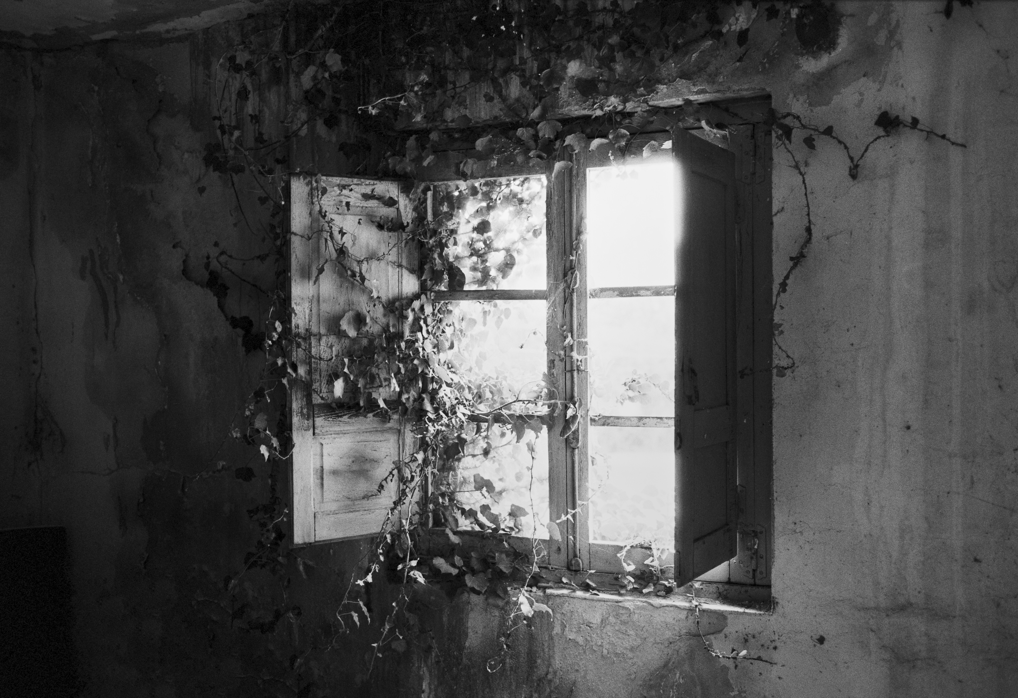 Abandoned house window overtaken by creeping ivy and illuminated by soft natural light.
