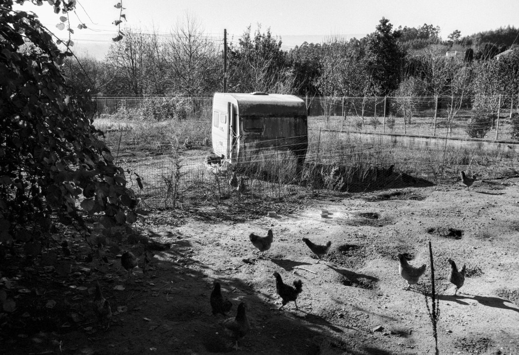 The Adventurous Hens