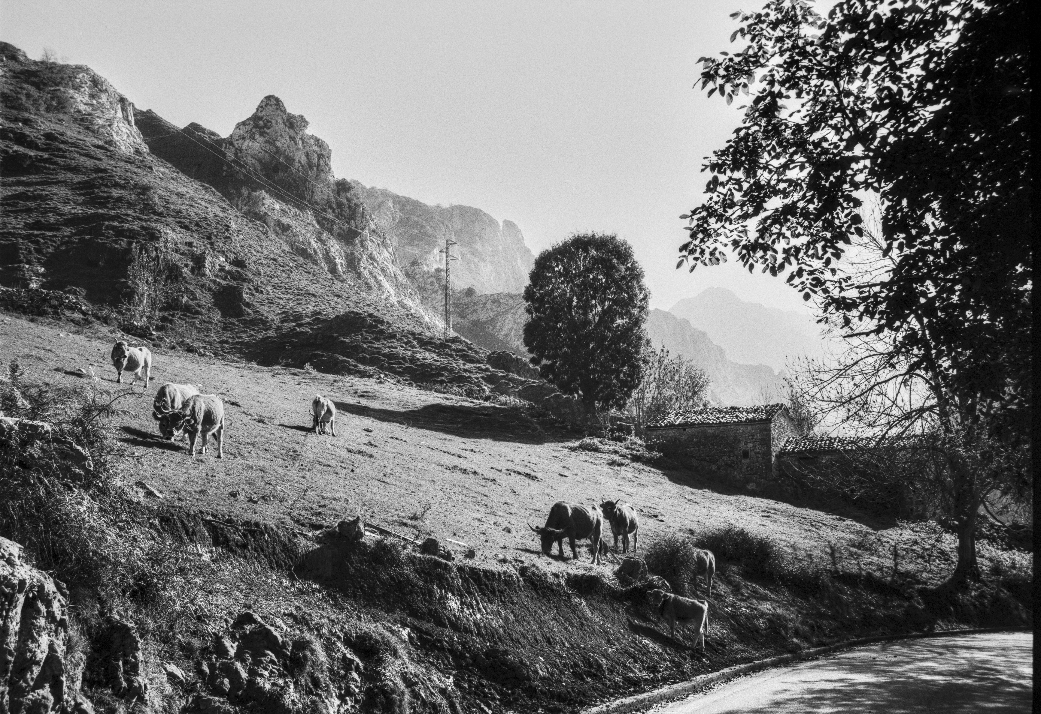 Cows graze on a sloping hillside beside a narrow mountain road, with rocky peaks, scattered trees, and a small rural building in the background, captured in black and white.